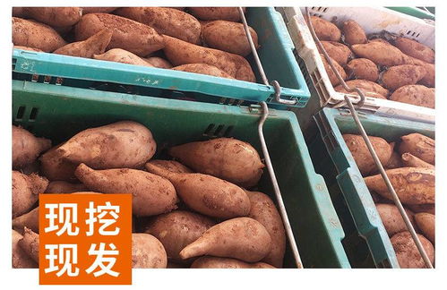 云南天山雪蓮果 現(xiàn)挖即食，新鮮直送的美味珍果